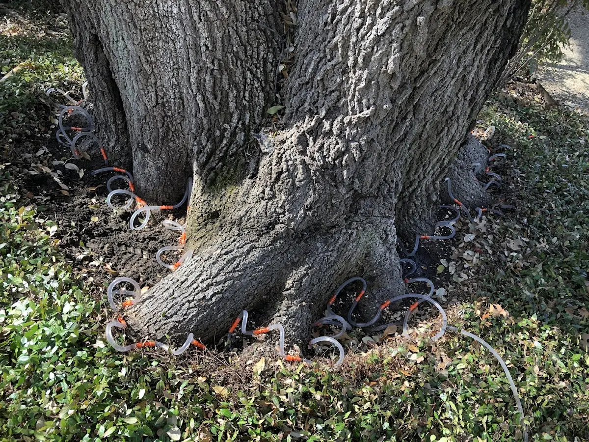 Detailed Tree Cabling and Bracing job site in Custar